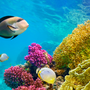 Sharm Elsheikh