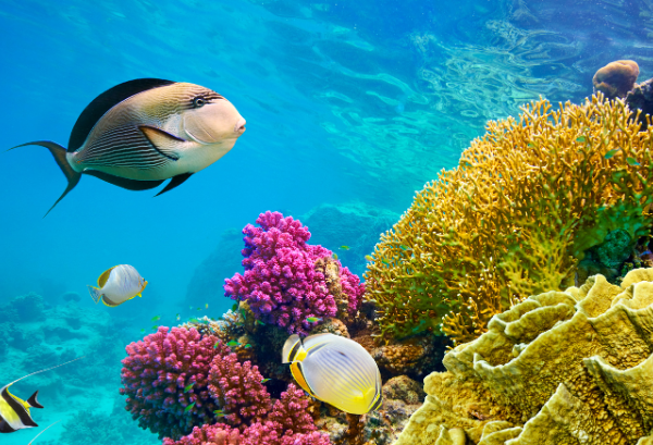 Sharm Elsheikh